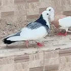 حمام قانزل