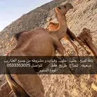 ناقة للبيع جنب . تحتاج طريح ومشروطه من العذرايب