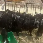ماعزا عاورض