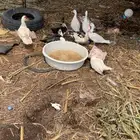 حيوانات طيور