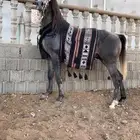خيل حصان للبيع