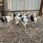دجاج براهما كولمبي