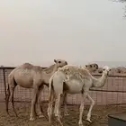حشو طيبه