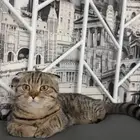 قطه للبيع