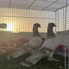 حمام تركي