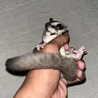 سنجاب اليف للبيع