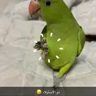 طير دره اليف عمر 5 اشهر