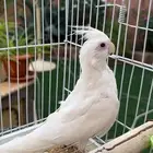 كروان البينو تم البيع