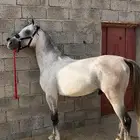 حصان