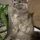 تبني قطه انثى