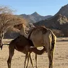 للبيع خلفه