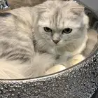 قط سكوتش (للتزاوج)