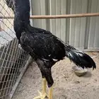 ديك سندي