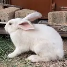 ارانب للبيع