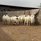 خرفان البيع