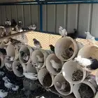 حمام بلدي وباكستاني