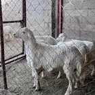 خروفين تعيد
