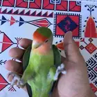 للبيع طير روز انثئ
