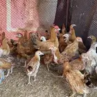 فروخ عمار 3 شهور