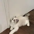 قط للبيع