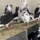 حمام قطيفي للبيع