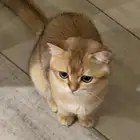قط سكوتش قولد ستريت