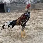 دجاج باكستاني