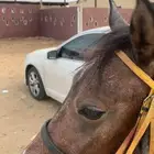 خيل   بوني مركوب جهز