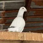 حمام زاجل ايس