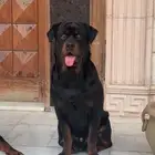 كلب روت وايلر للبيع