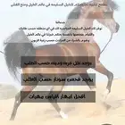 خيل لمن يرغب ب شراء خيل أقراء الاعلان قبل التواصل