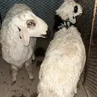 خرفان للبيع