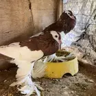 زوجين حمام نفاخ منتج ومحجل
