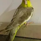 القريات وطبرجل للبيع كروان