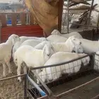 طليان طايفيه شي نظيف ومجمل