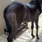 مهر للبيع