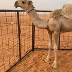 للبيع قعود رماني فحل
