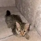 قط للتبني