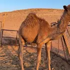 للبيع القعود السمين عمره 8 شهرر السوم 4650 والبيع قريب