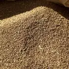 قمح انتاج 2025