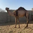 قعود اصفر لقي وبكره حقه