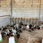صوص بط سوداني