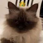 تبني