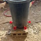 سقيات تماتيك لدجاج