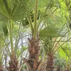 للبيع نخل زينه أمريكي ديكور