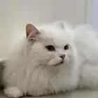 حيوانات