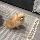 كلب مومرينيان مني