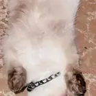 قط للبيع همالايا