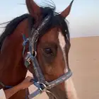 حصان شعبي