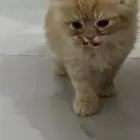 قطط للبيع طريف